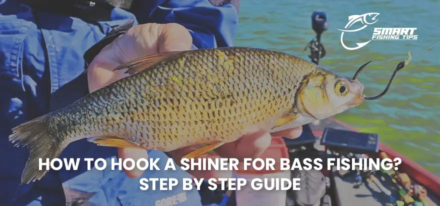 how to hook a shiner for bass fishing