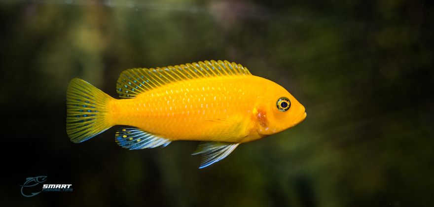 Dorado Fish